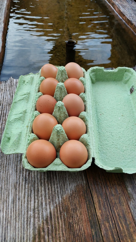 Bio Freiland Eier im 10 er Pack	4 €
